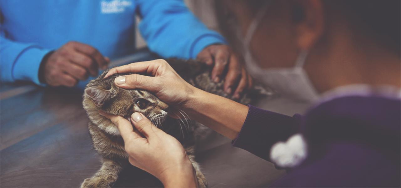 BEYLİKDÜZÜ BELEDİYESİ 2023’TE DE PATİLİ DOSTLARIN YANINDAYDI