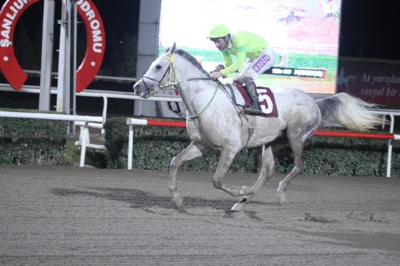 Haliliye Belediye Başkanlığı Koşusu'nu Dörtnalbeyi kazandı