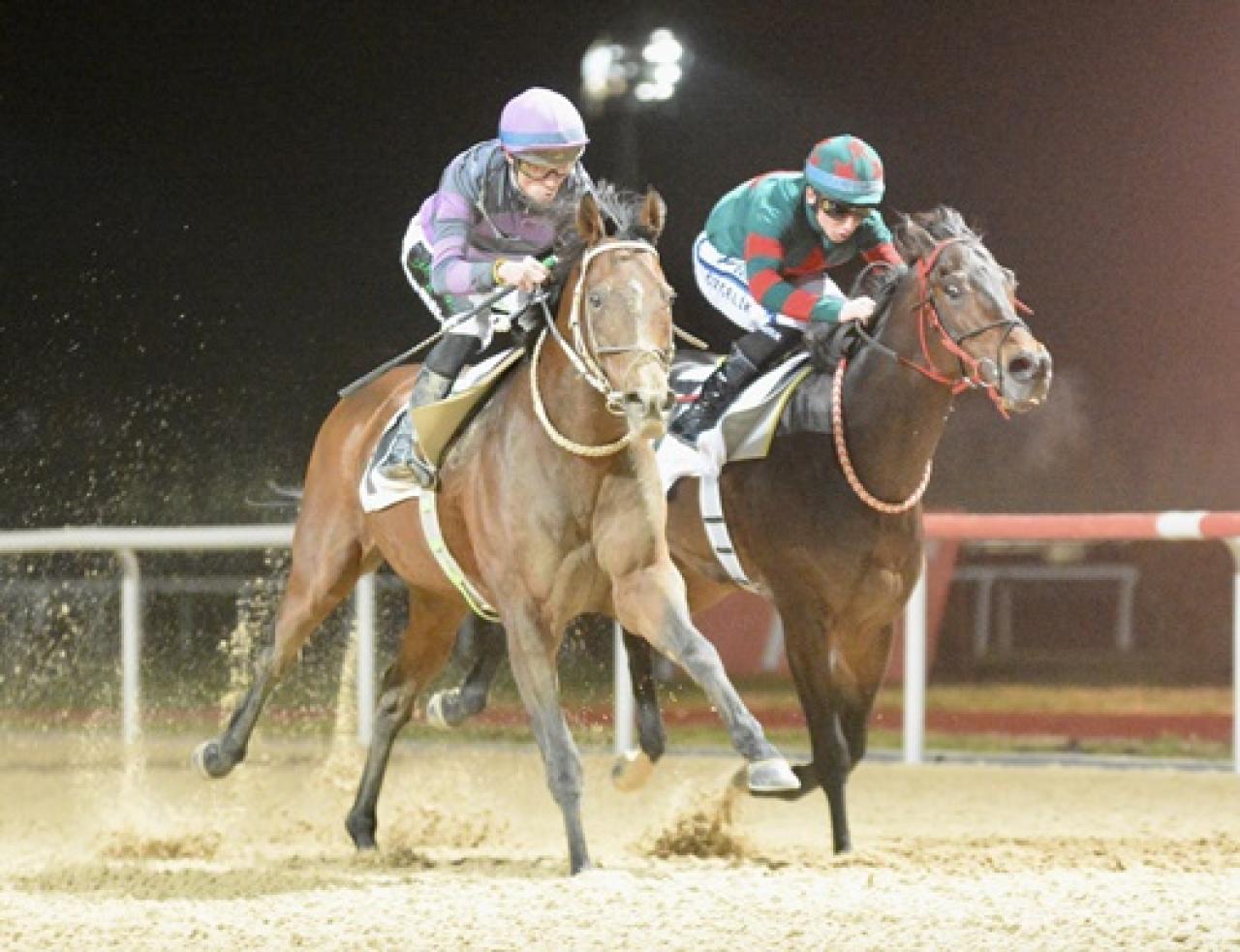 Kocaeli Büyükşehir Belediye Başkanlığı Koşusu'nda birinciliğe Kayı Beyi uzandı