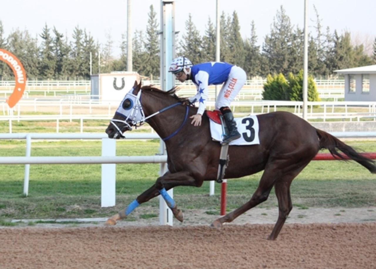 Adana Büyükşehir Belediye Başkanlığı Koşusu’nu ikinci kez King Berkay kazandı