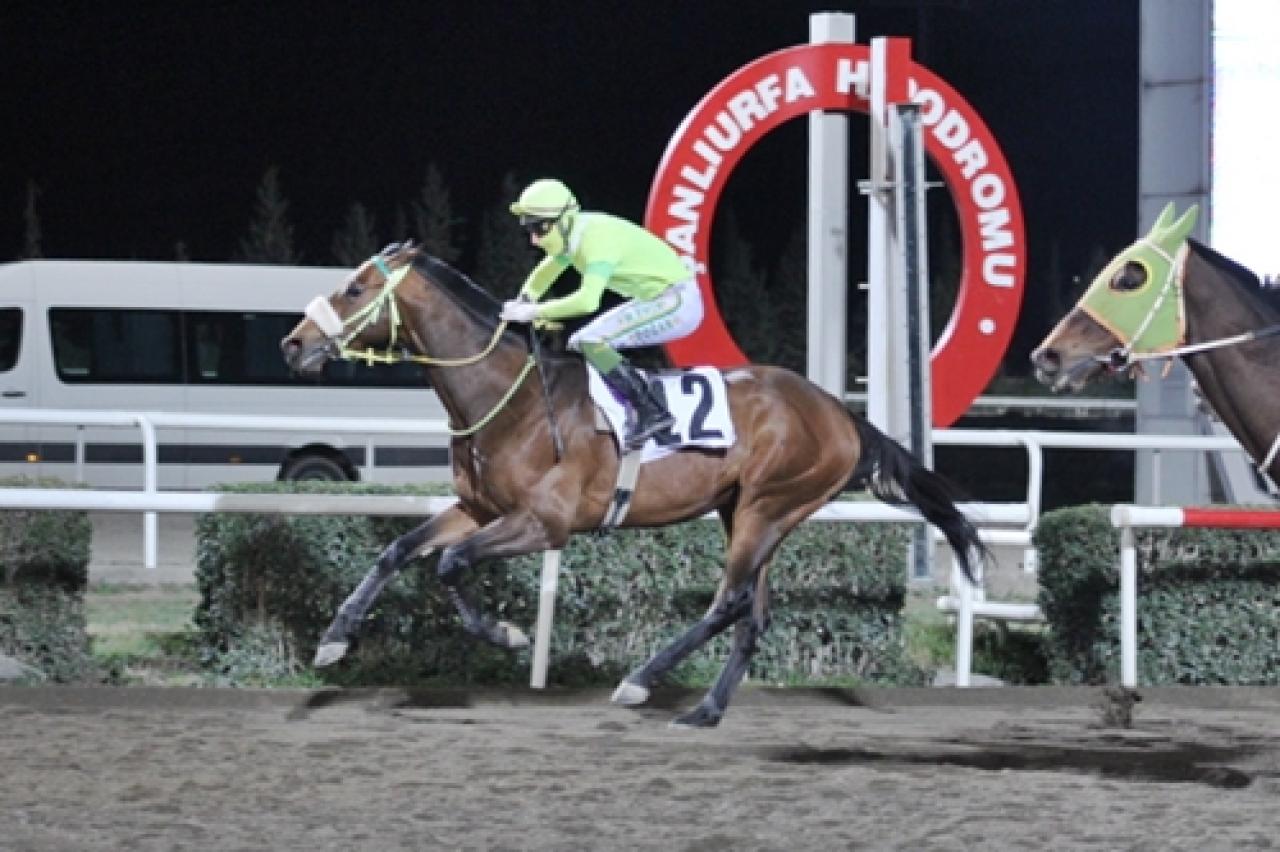 Şanlıurfa Büyükşehir Belediye Başkanlığı Koşusu'nda kazanan Father Ferit oldu