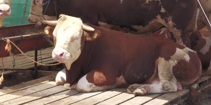 İstanbul Polisi Kurbanlık Satıcılarını Dolandırıcılığa Karşı Bilgilendirdi