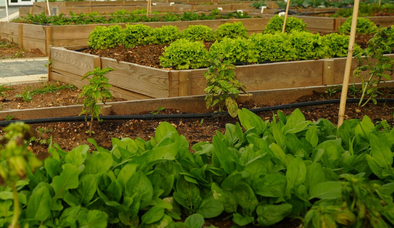 ATAŞEHİR “KENT BOSTANI” PROJESİNDE HAK SAHİPLERİ BELİRLENDİ