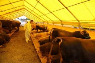 Eyüpsultan, Kurban Bayramı'na hazır