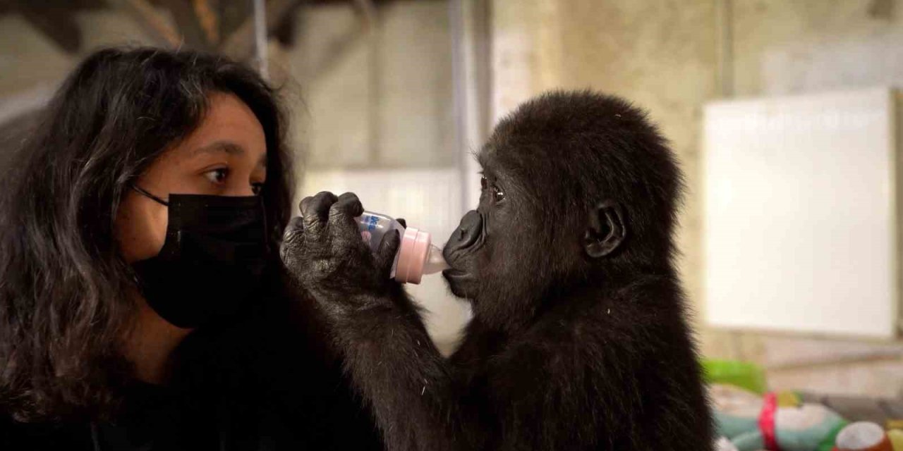 İSTANBUL HAVALİMANI’NDA ELE GEÇİRİLEN YAVRU GORİLİN REHABİLİTASYON SÜRECİ DEVAM EDİYOR