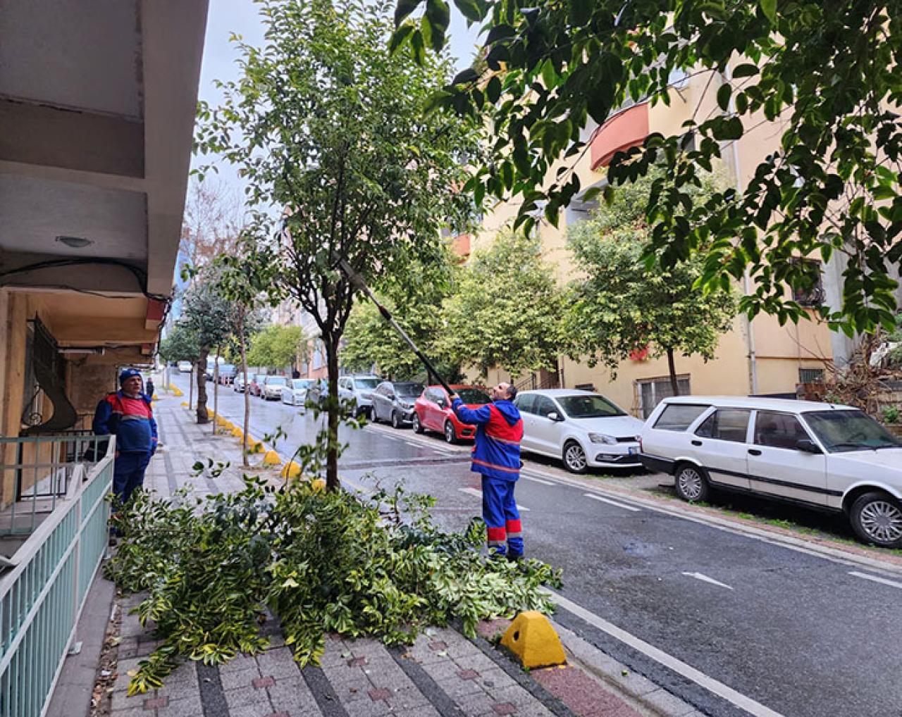 KÂĞITHANE’DE AĞAÇLARA MEVSİMLİK BAKIM ÇALIŞMALARI DEVAM EDİYOR
