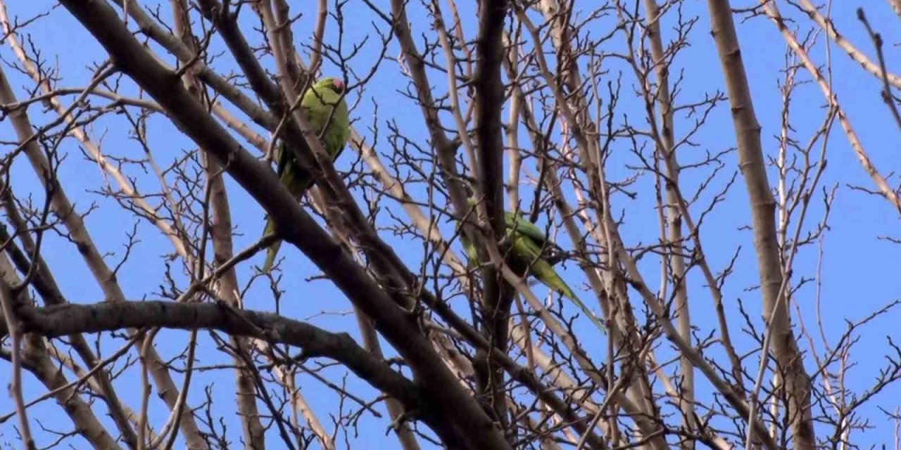 BÜYÜKÇEKMECE’DE AĞAÇLARDA GÖRÜLEN İSKENDER PAPAĞANI ŞAŞIRTTI