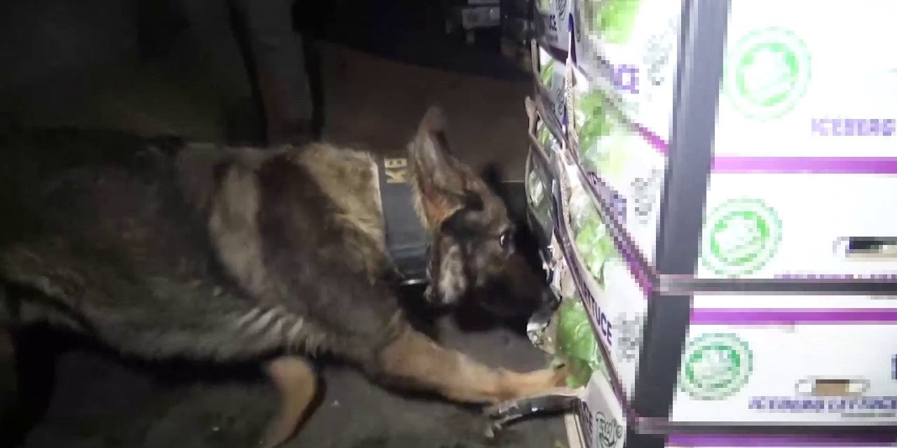 TUZLA’DA UYUŞTURUCU OPERASYONU: SEBZE YÜKLÜ TIRDA 27,5 KİLO UYUŞTURUCU BULUNDU