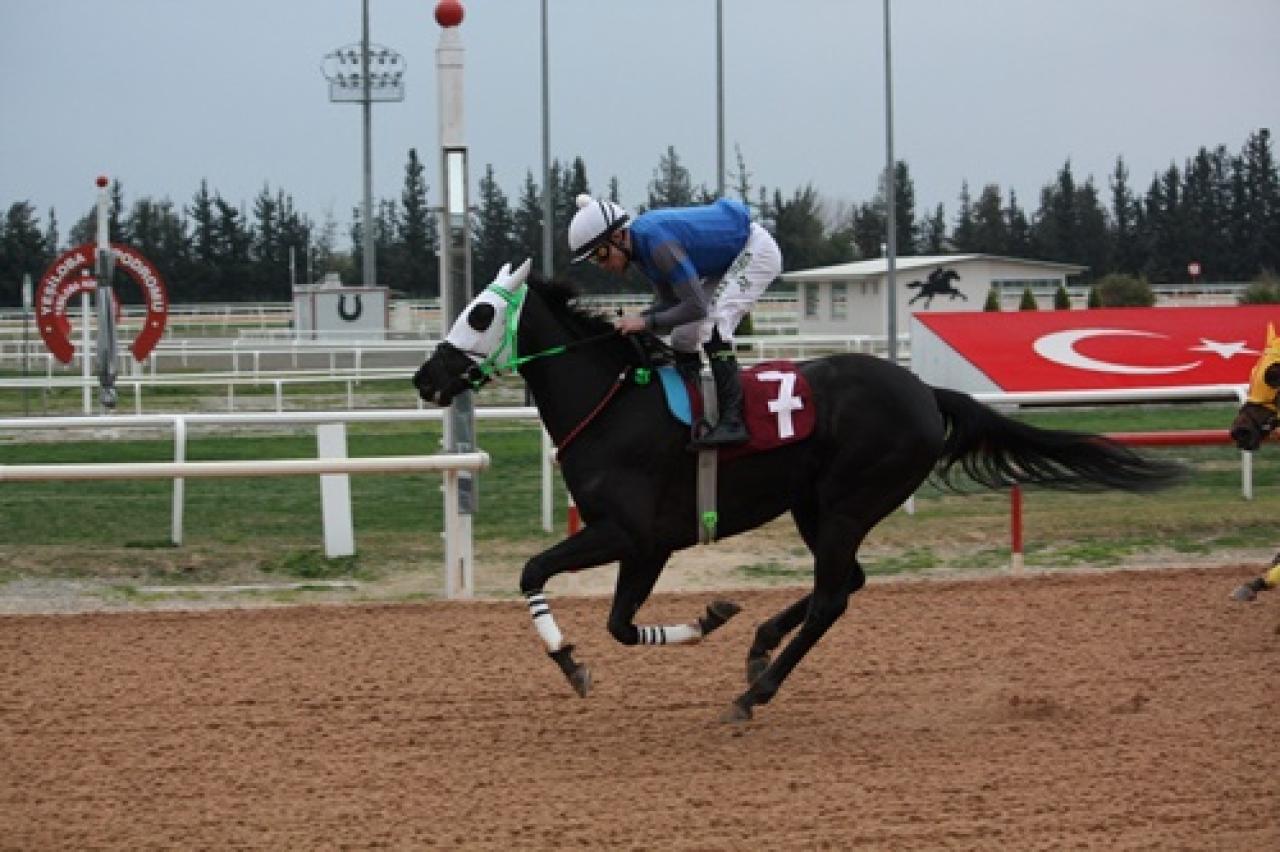 Osmaniye Belediye Başkanlığı Koşusu'nu Silent Lightning kazandı
