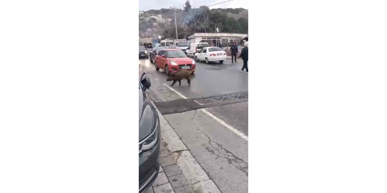 SARIYER’DE ŞEHRE İNEN YABAN DOMUZUNUN İLGİNÇ HAREKETLERİ ŞAŞIRTTI