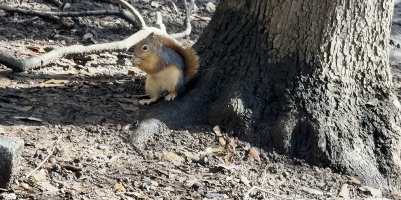 SOĞUK HAVADA SİNCAPLAR YILDIZ PARKI’NDA YİYECEK ARADI