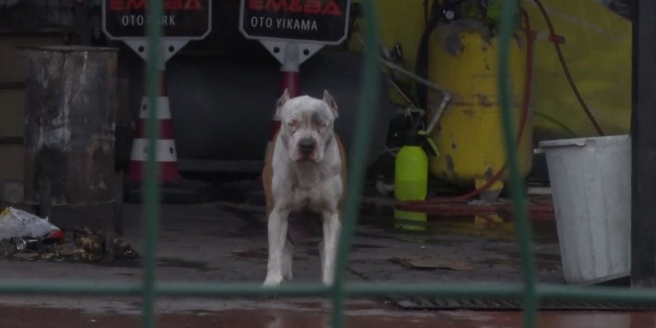 PİTBULL CİNSİ KÖPEKLER SAHİBİNE VE YANINDAKİ KİŞİYE SALDIRDI