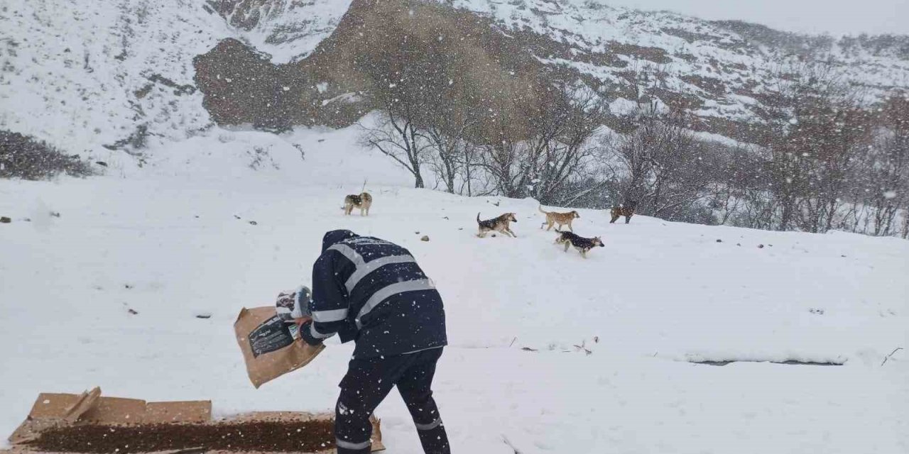 BÜYÜKÇEKMECE BELEDİYESİ KAR YAĞIŞI ALTINDA SOKAK HAYVANLARINI  UNUTMADI
