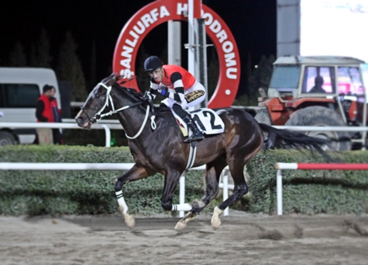 Şanlıurfa Büyükşehir Belediye Başkanlığı Koşusu’nda zafere Barbar Çakal ulaştı