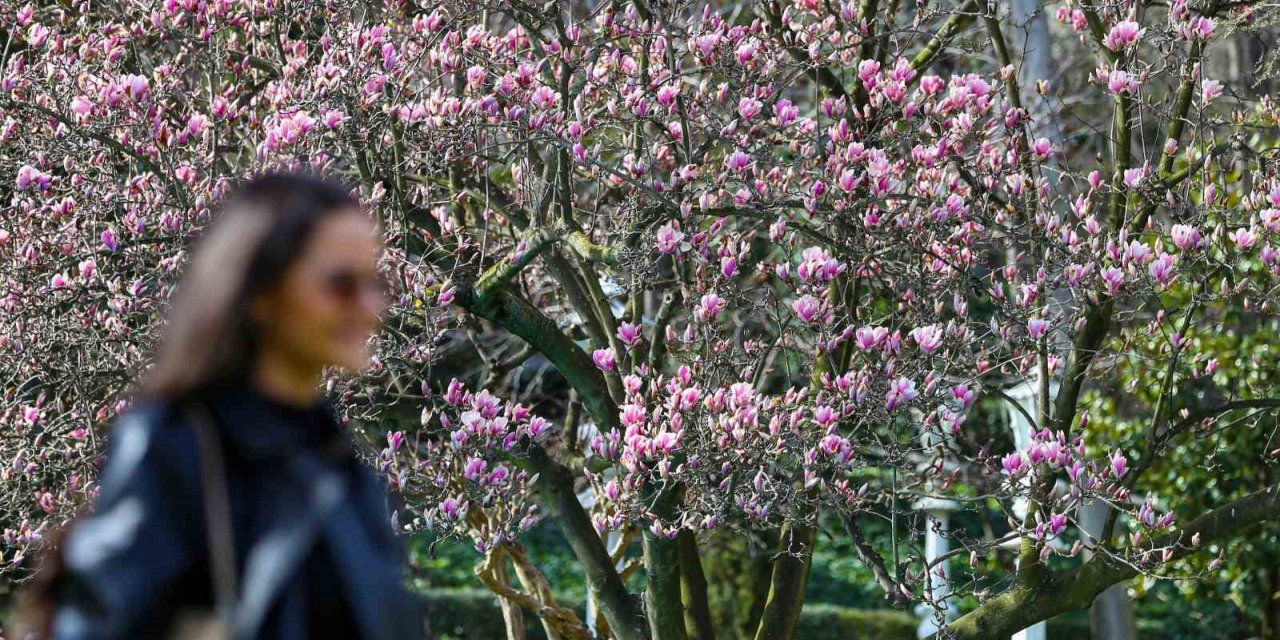 IHLAMUR KASIRLARI’NDA BAHARIN MÜJDECİSİ MANOLYA AĞAÇLARI ÇİÇEK AÇTI