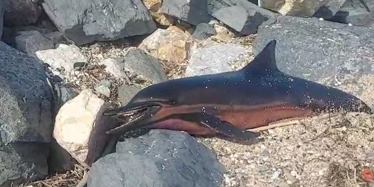 KARABURUN SAHİLİNE ÖLÜ YUNUS VURDU