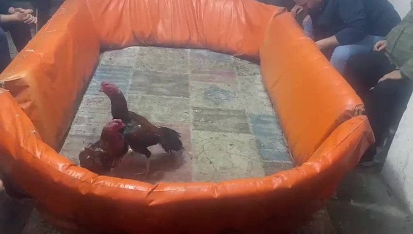 PENDİK’TE HOROZ DÖVÜŞTÜRENLERE 132 BİN LİRA CEZA