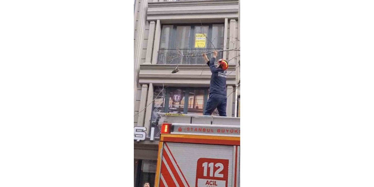 KAĞITHANE’DE AĞAÇTA MAHSUR KALAN KUŞU İTFAİYE KURTARDI