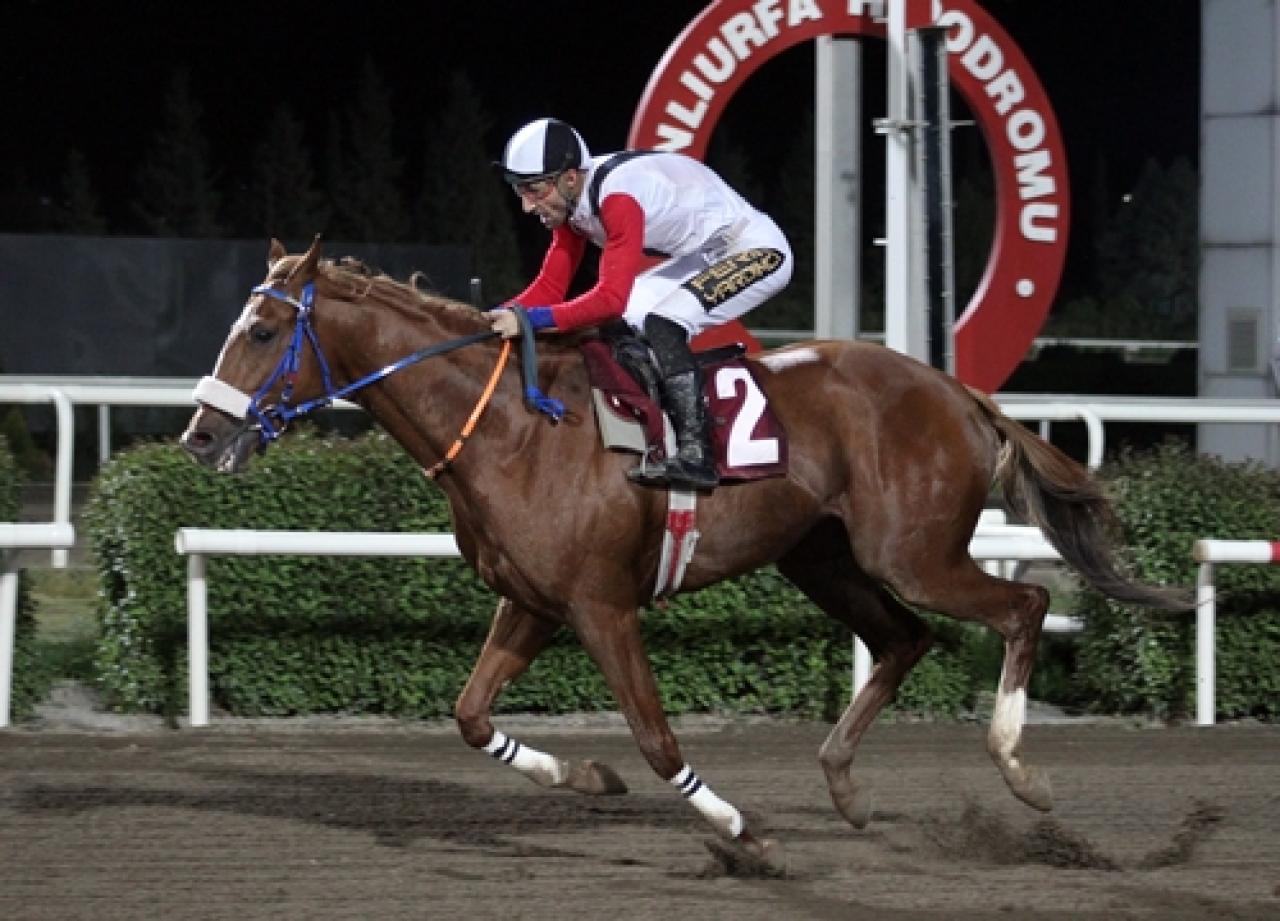 Şanlıurfa Ticaret ve Sanayi Odası Koşusu’nda galibiyete Turdemirkır ulaştı