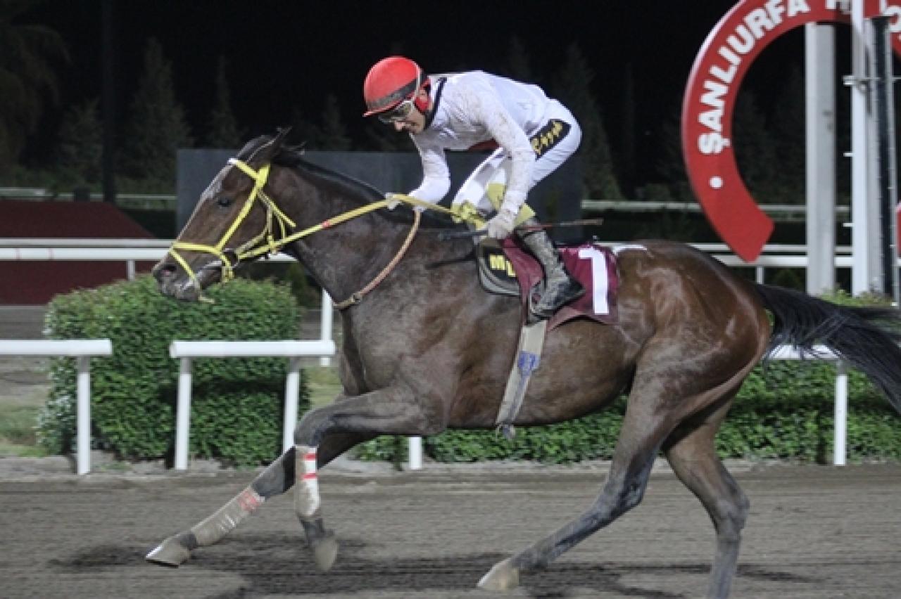 GAP Koşusu’nu Albayrak kazandı