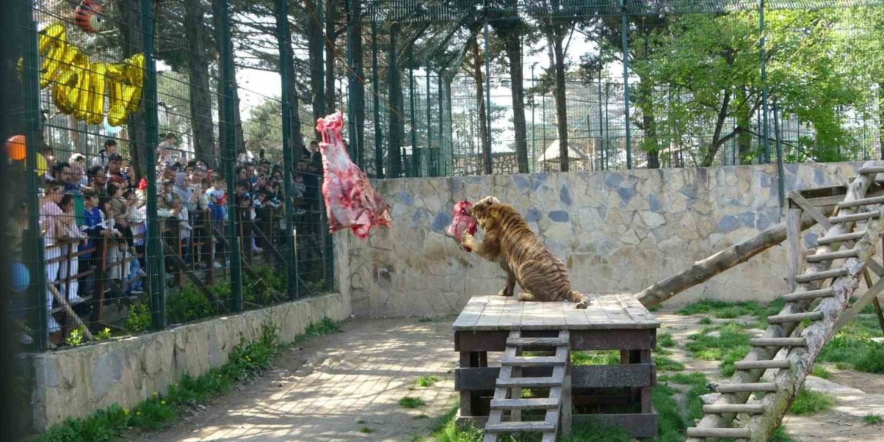 ÇEKMEKÖY HAYVANAT BAHÇESİ’NDE KAPLAN KİMBO VE ÇİLEK’E 6. YAŞ GÜNÜ SÜRPRİZİ
