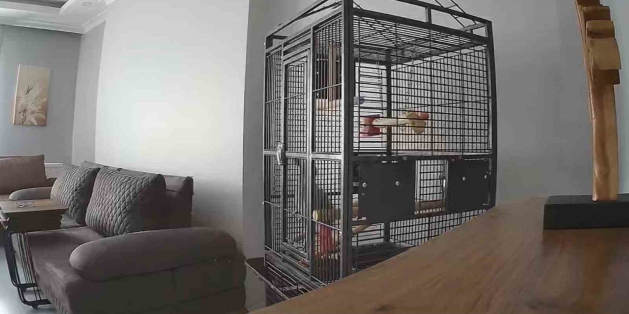 İSTANBUL’DAKİ DEPREMİ HİSSEDEN PAPAĞAN KAFESTEN KURTULMAYA ÇALIŞTI