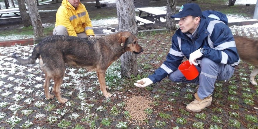 Sultangazi’de sokak hayvanları için  kulübe konuldu