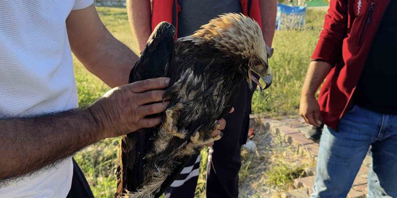 ARNAVUTKÖY’DE ÇAYIRLIK ALANDA YARALI KARTAL BULUNDU