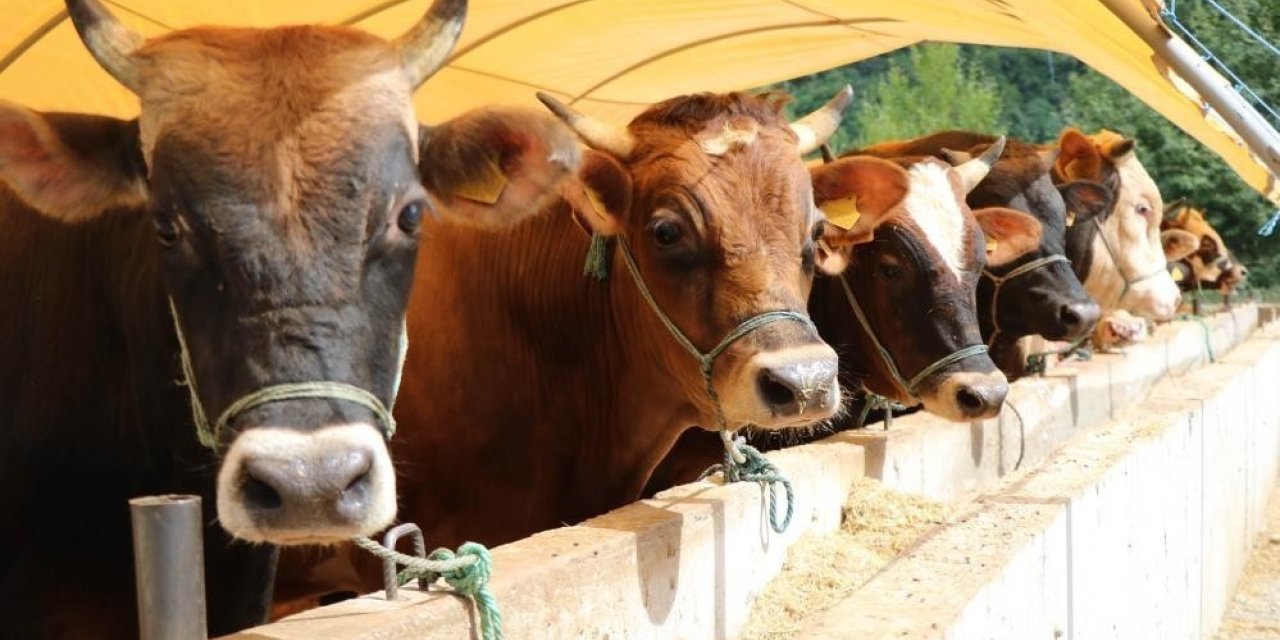 MİGROS’TA KURBANLIK SATIŞI BAŞLADI