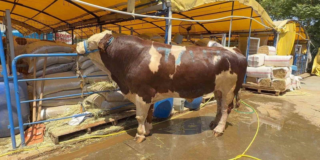 KURBAN PAZARININ ŞAMPİYONU OLDU: 1 TON 200 KİLOLUK DANA 420 BİN TL’YE ALICI BULDU