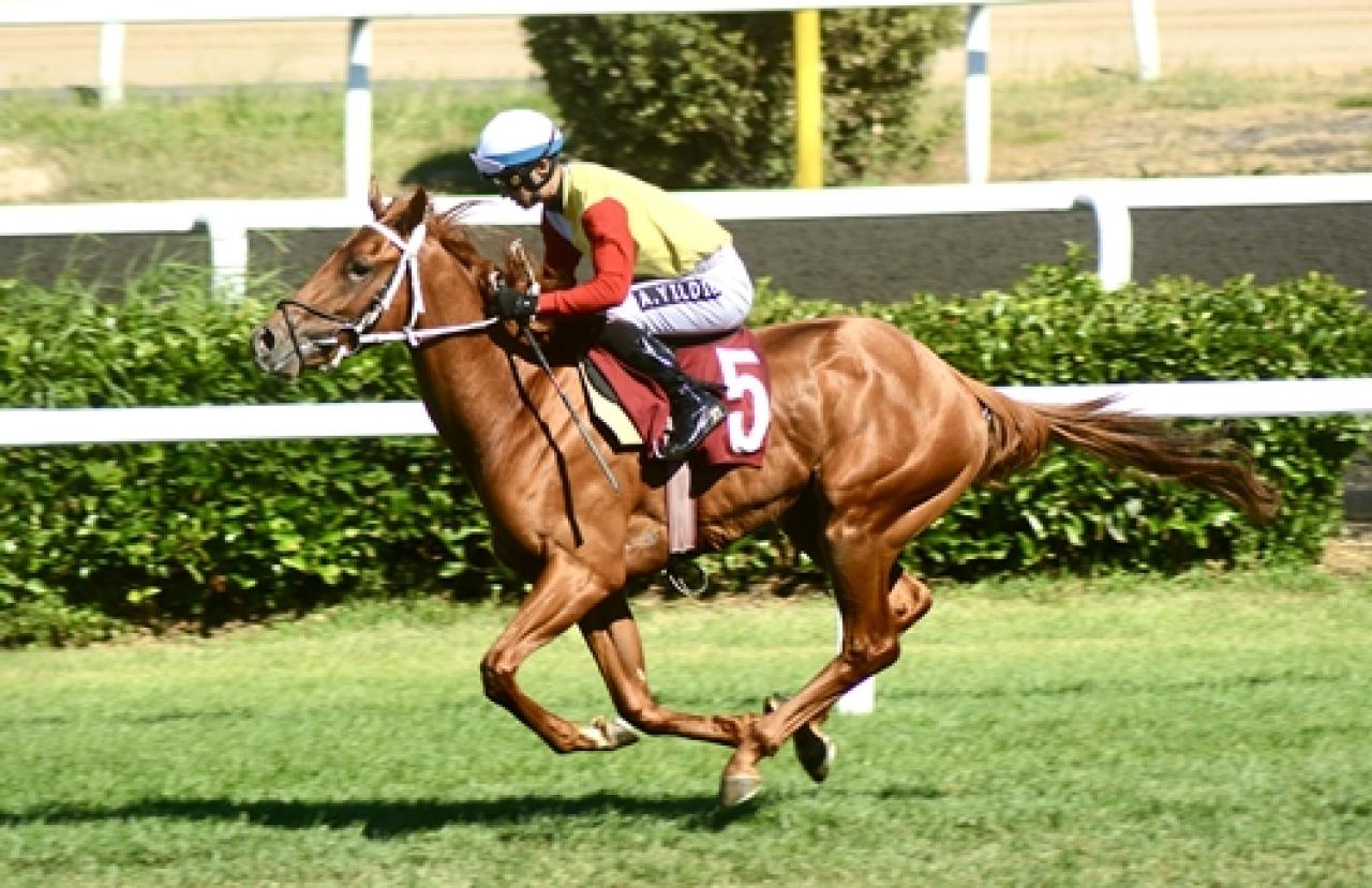 Hüsamettin Tamer Koşusu’nda kazanan Super Tomo oldu