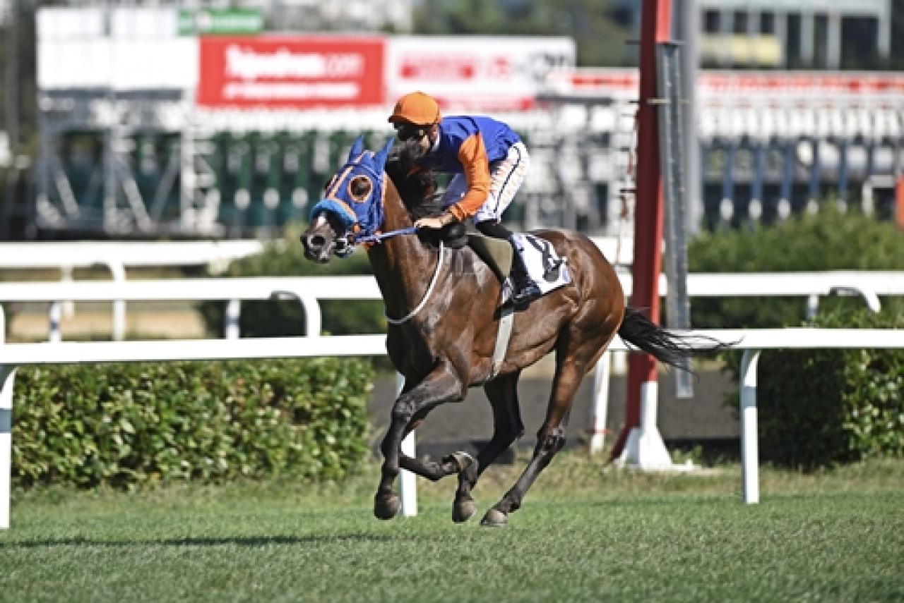 G1 Avrasya ve G1 Niğbolu Koşuları Pazar günü Veliefendi'de