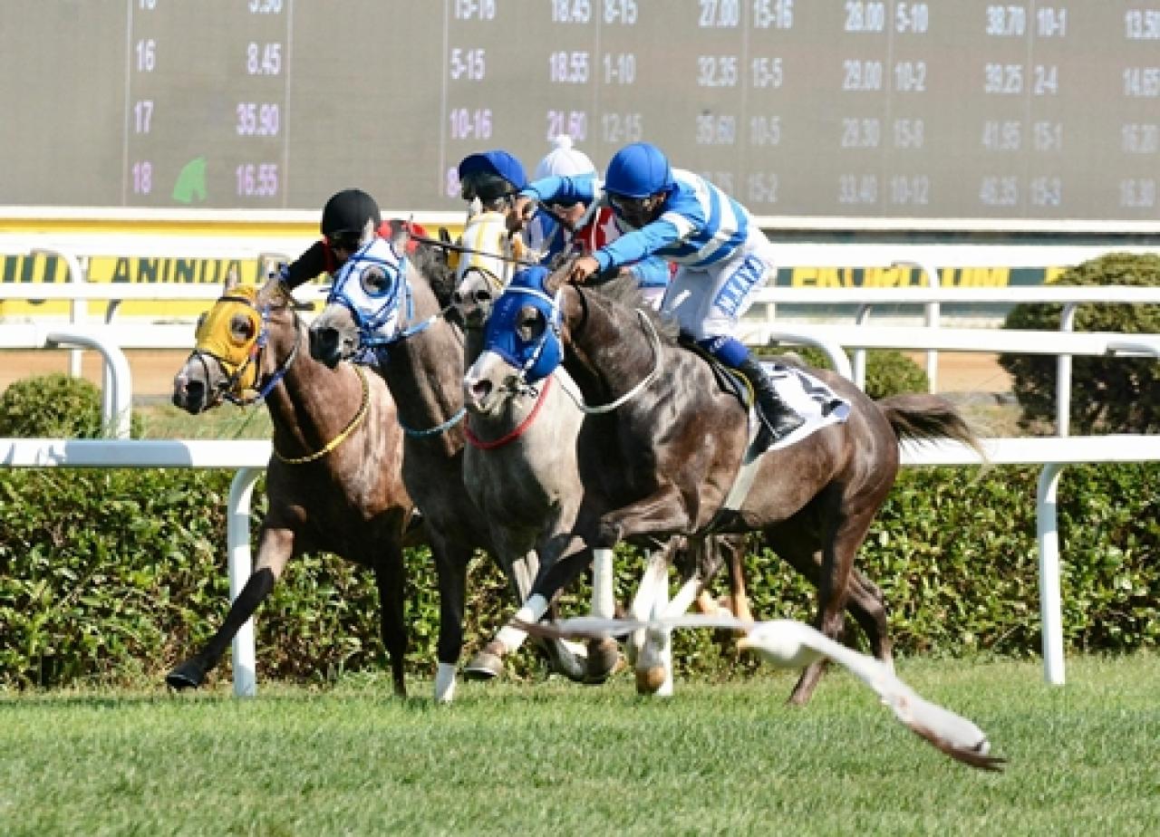 Çanakkale Zaferi Koşusu’nda galibiyete Bay Mırık uzandı