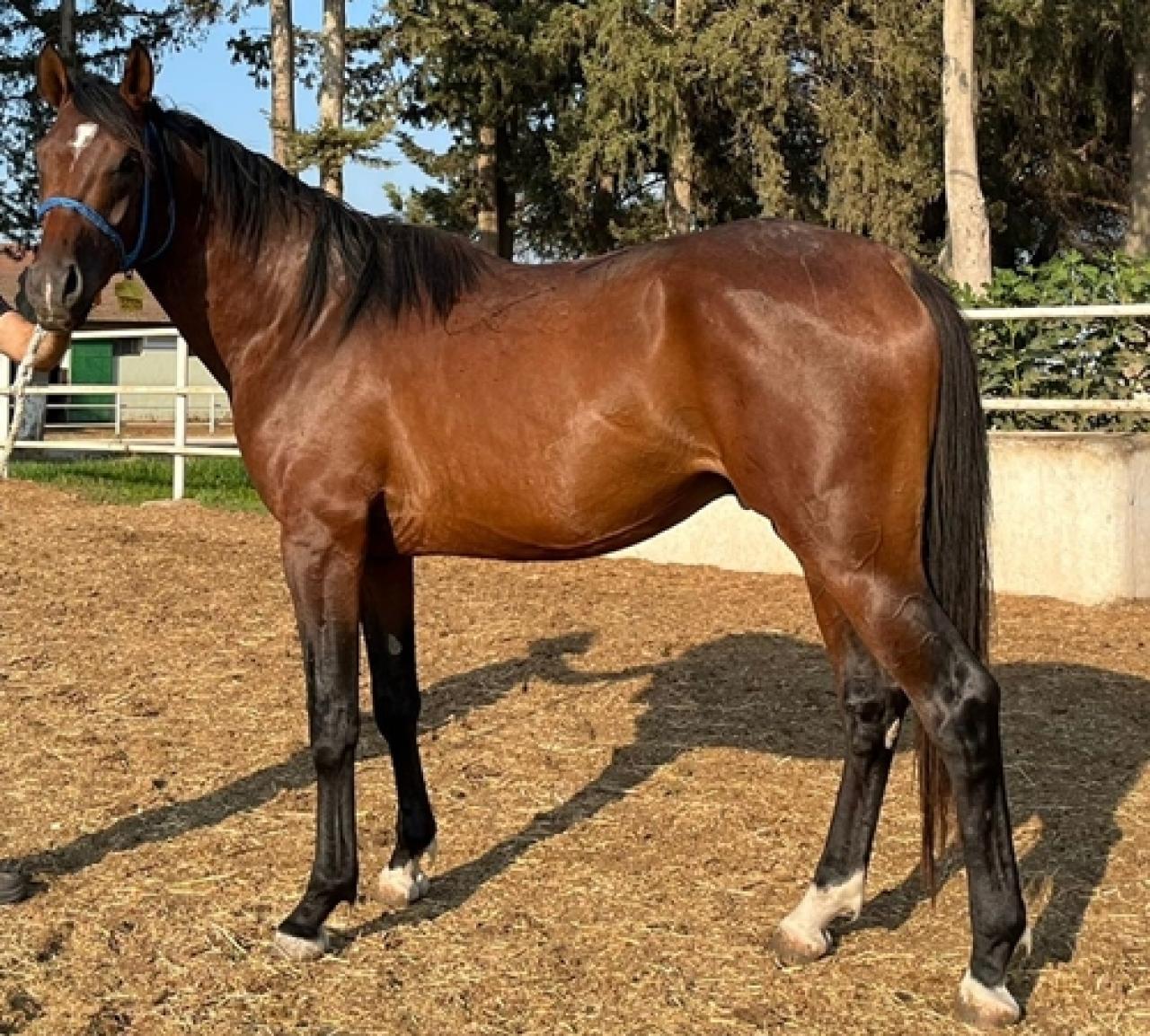 Karacabey Tarım İşletmesi yetiştirmesi tay satışı yapıldı