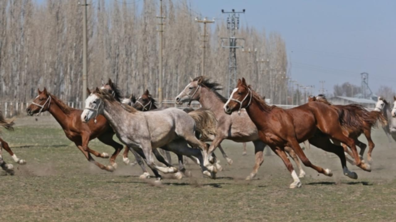 Karacabey Tarım İşletmesi yetiştirmesi elit tay satışı Veliefendi Hipodromu'nda yapılacak