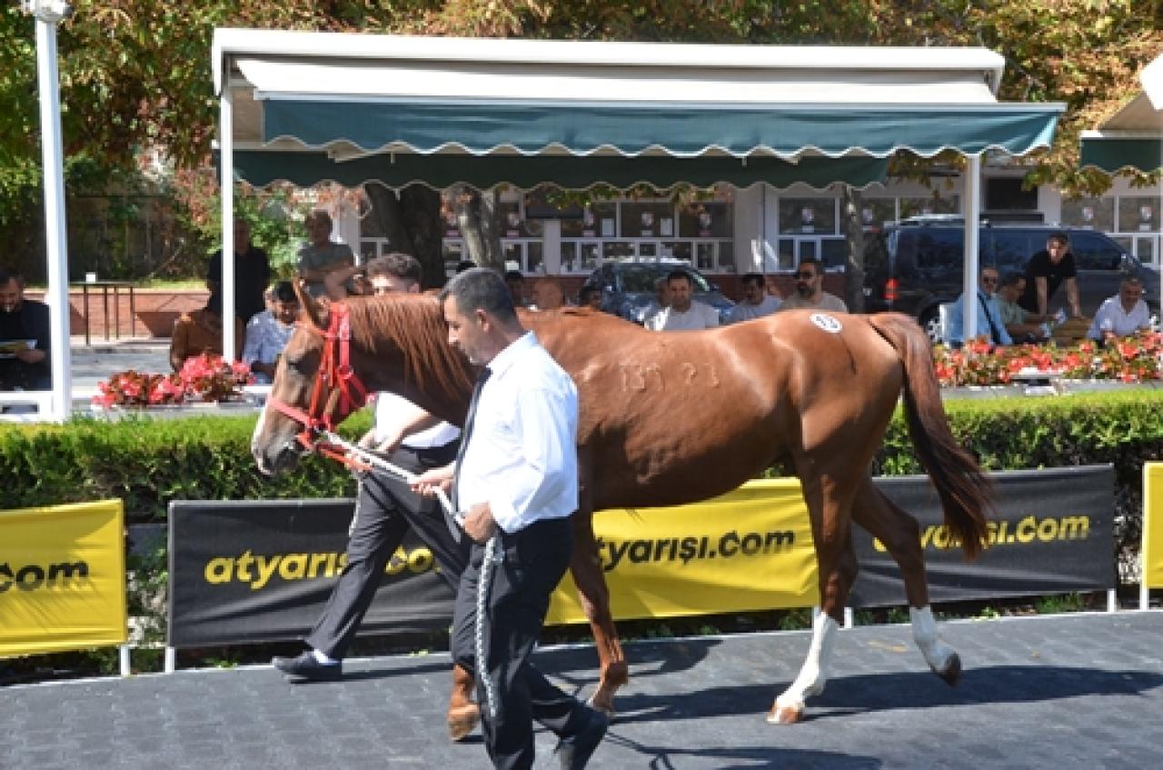 Karacabey Tarım İşletmesi yetiştirmesi elit tay satışı Veliefendi Hipodromu'nda yapıldı