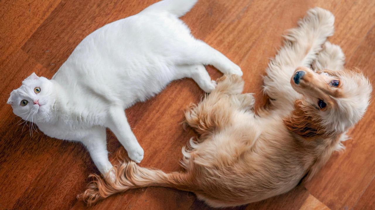 CHP Lideri Özel: Tüm Canların Yaşam Hakkına Saygılı, Daha Adil, Daha Merhametli Bir Dünya Kurmak İnsanlığın Elinde