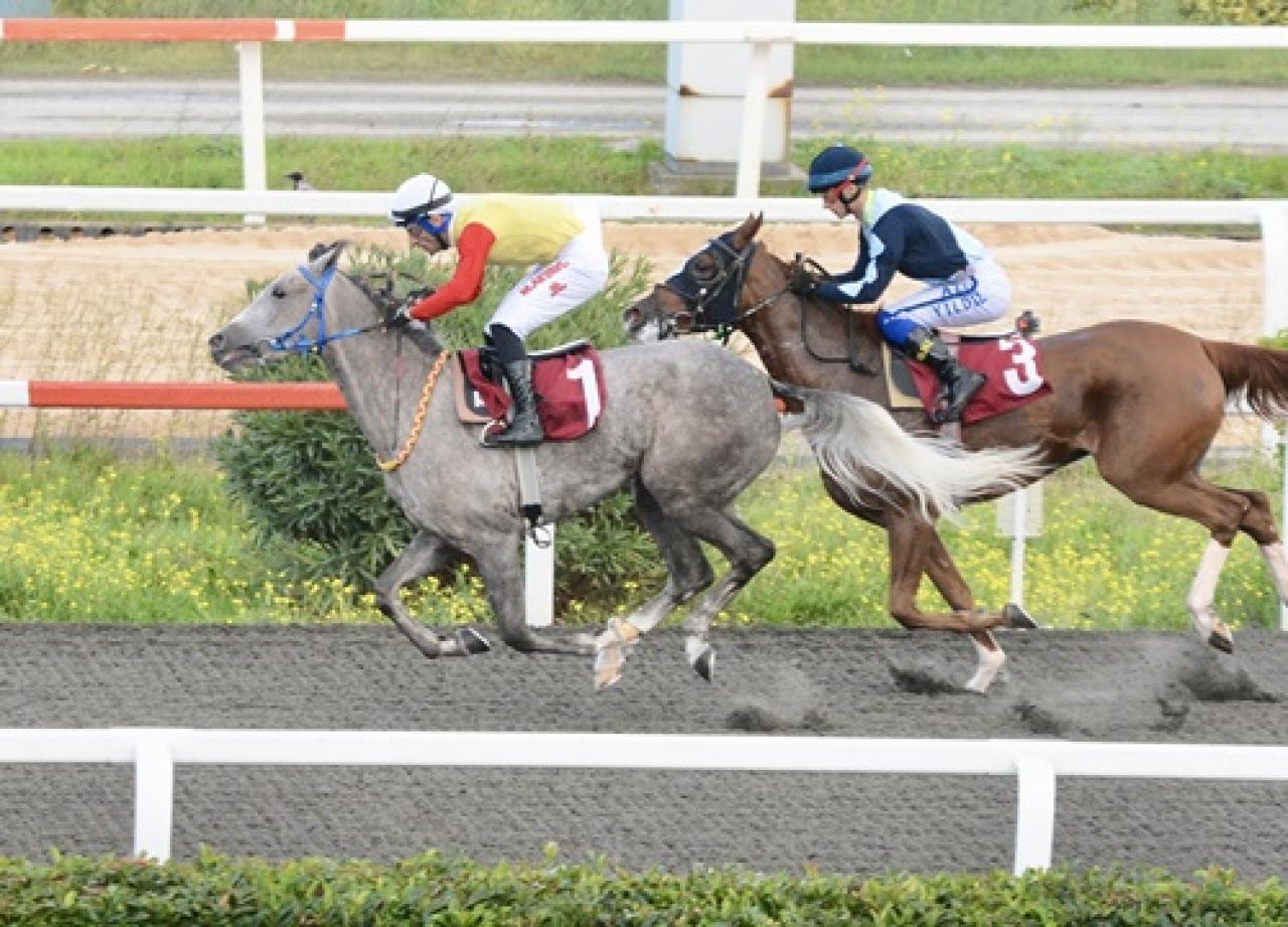 Kemal Ararat Koşusu'nda kazanan Aysera Kız oldu
