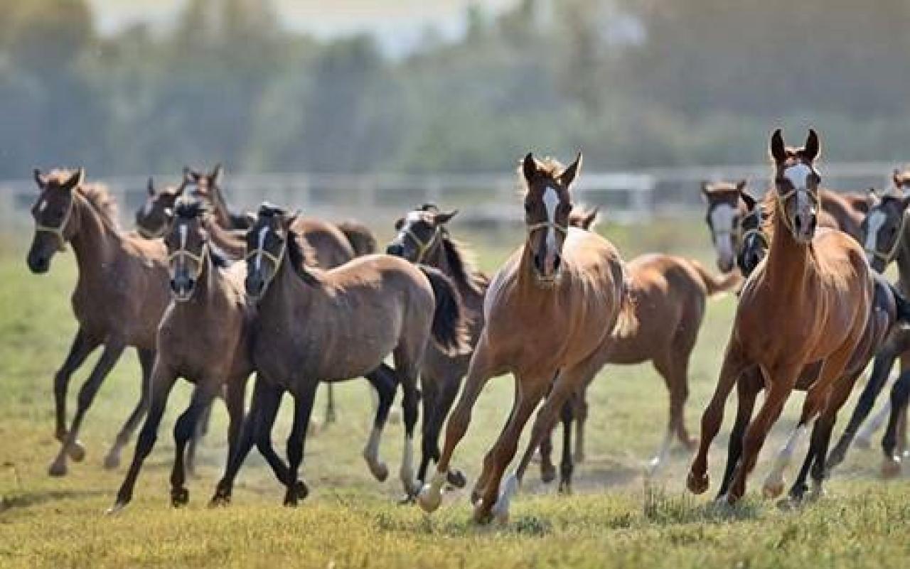 Sultansuyu Tarım İşletmesi yetiştirmesi elit tay satışı Veliefendi Hipodromu'nda yapılacak