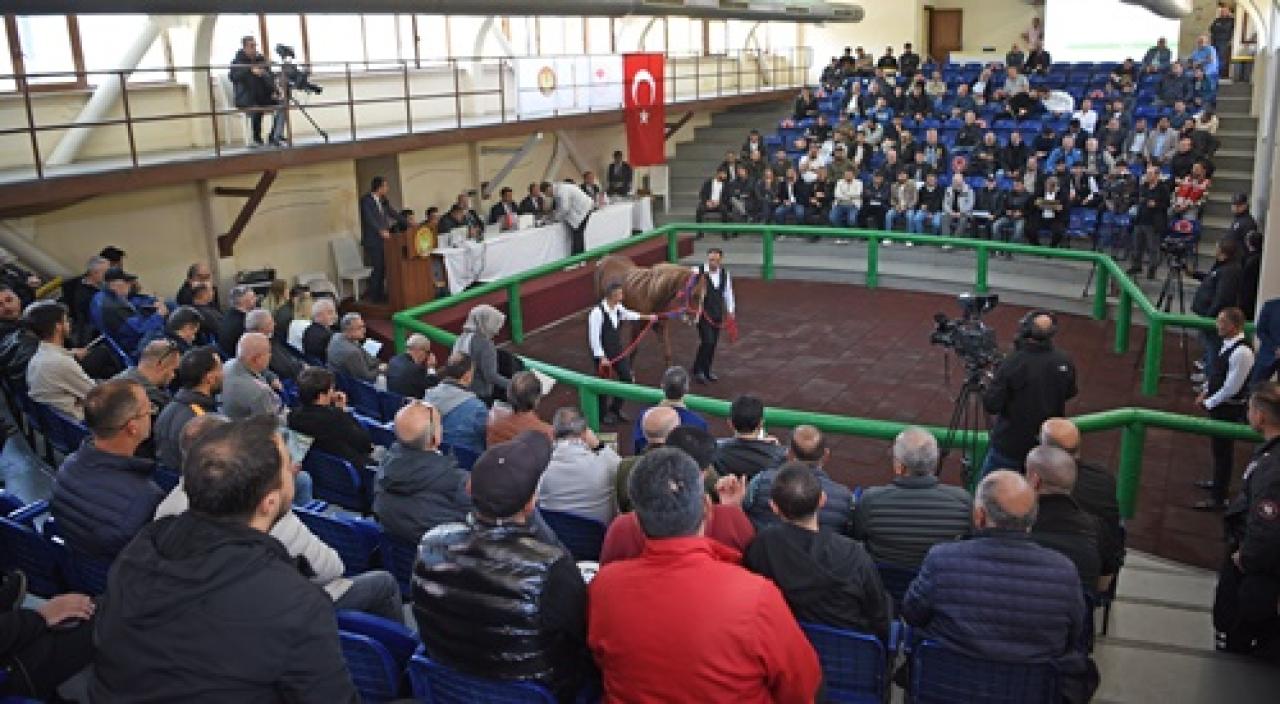 Sultansuyu Tarım İşletmesi yetiştirmesi elit tay satışı Veliefendi Hipodromu'nda yapıldı