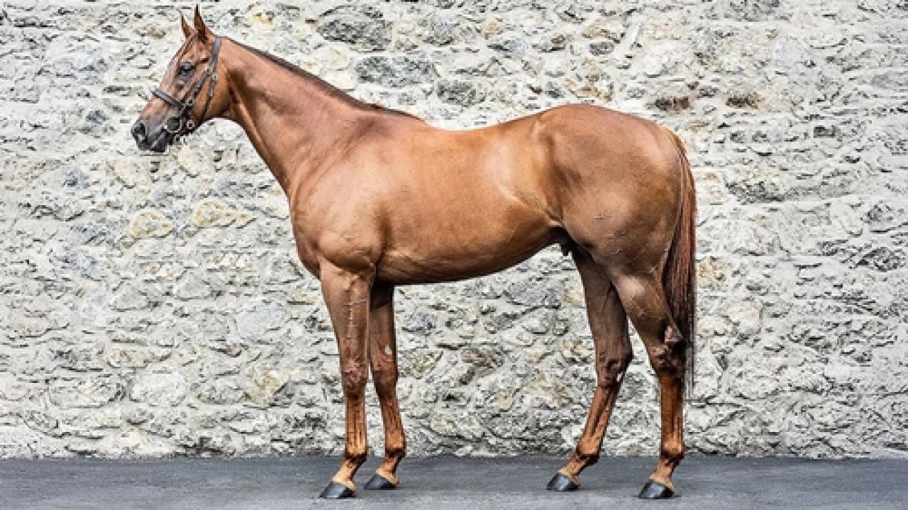 COTAI GLORY yakında Türkiye’de!