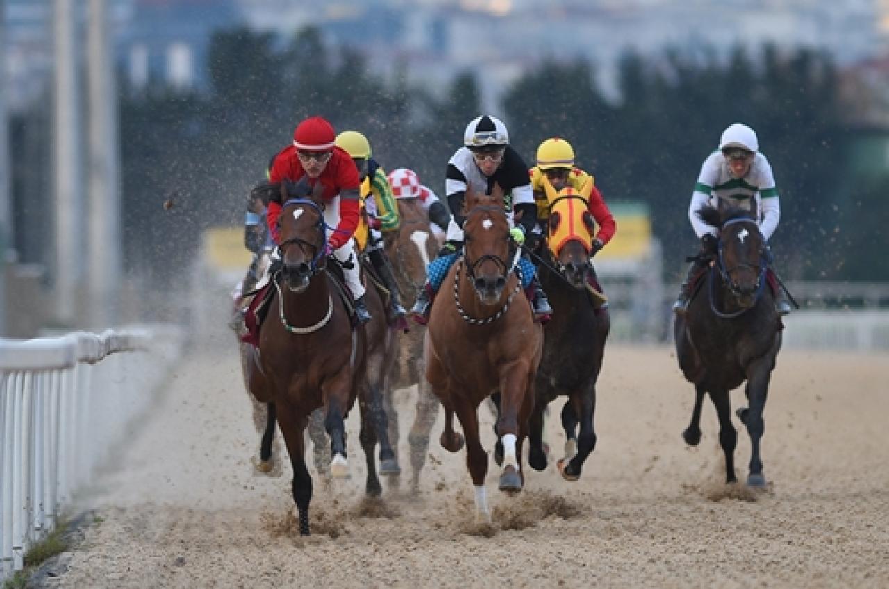 Tulga Yüzatlı Koşusu’nda galibiyet Magic Selectra’nın oldu