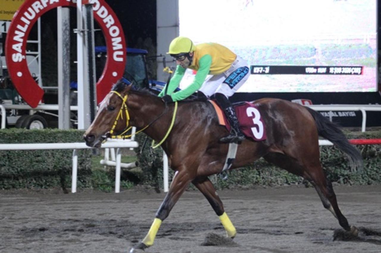 Harran Üniversitesi Veteriner Fakültesi Koşusu'nu King Ferit kazandı