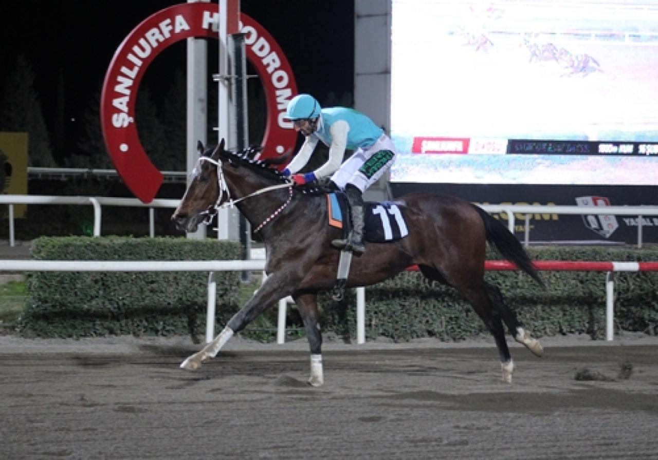 Şanlıurfa Ticaret ve Sanayi Odası Koşusu’nu Galloon kazandı