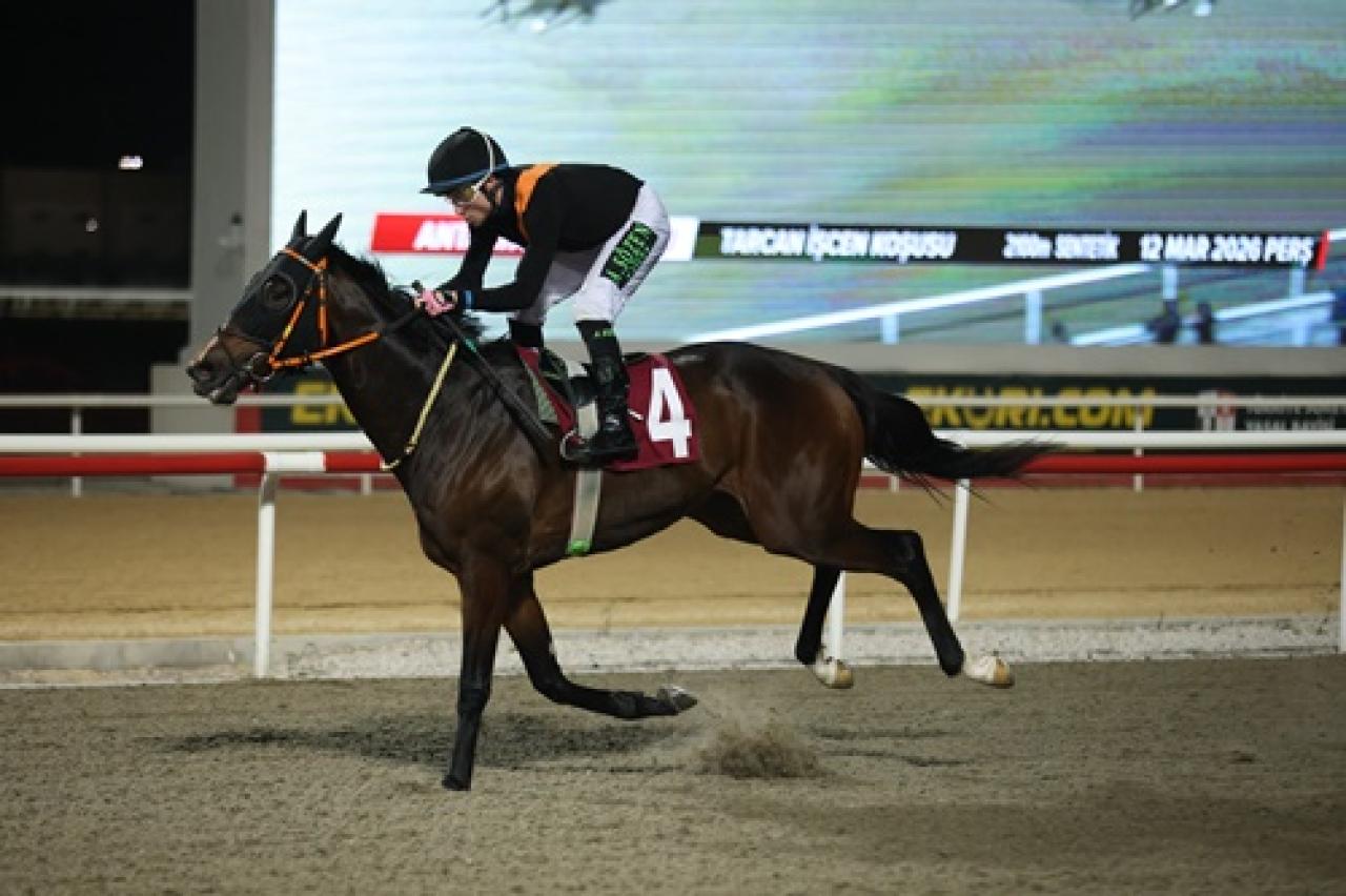 Tarcan İşcen Koşusu'nu Lost King kazandı