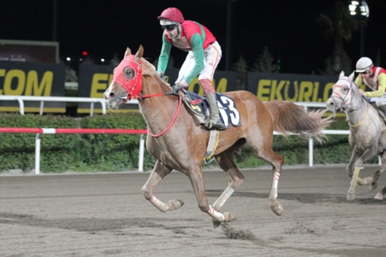 Şanlıurfa Ticaret Borsası Koşusu’nda kazanan Akolhan oldu