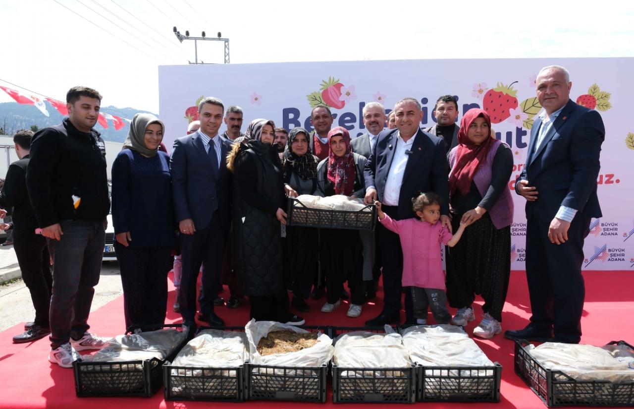 Pozantılı Üreticiye 900 Bin Çilek Fidesi Daha Dağıtıldı