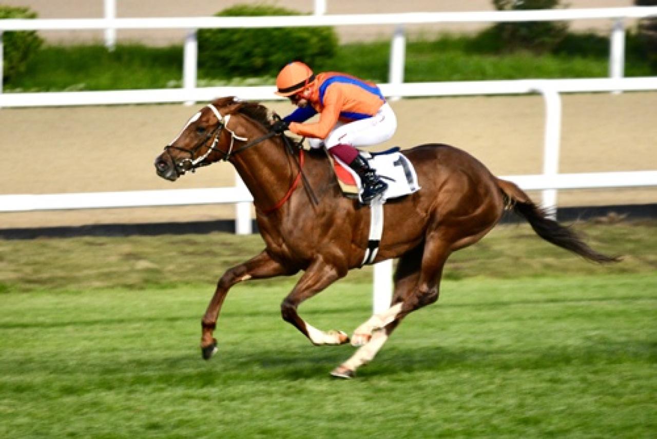 İstanbul Büyükşehir Belediye Başkanlığı Koşusu'nda kazanan Al Tan oldu