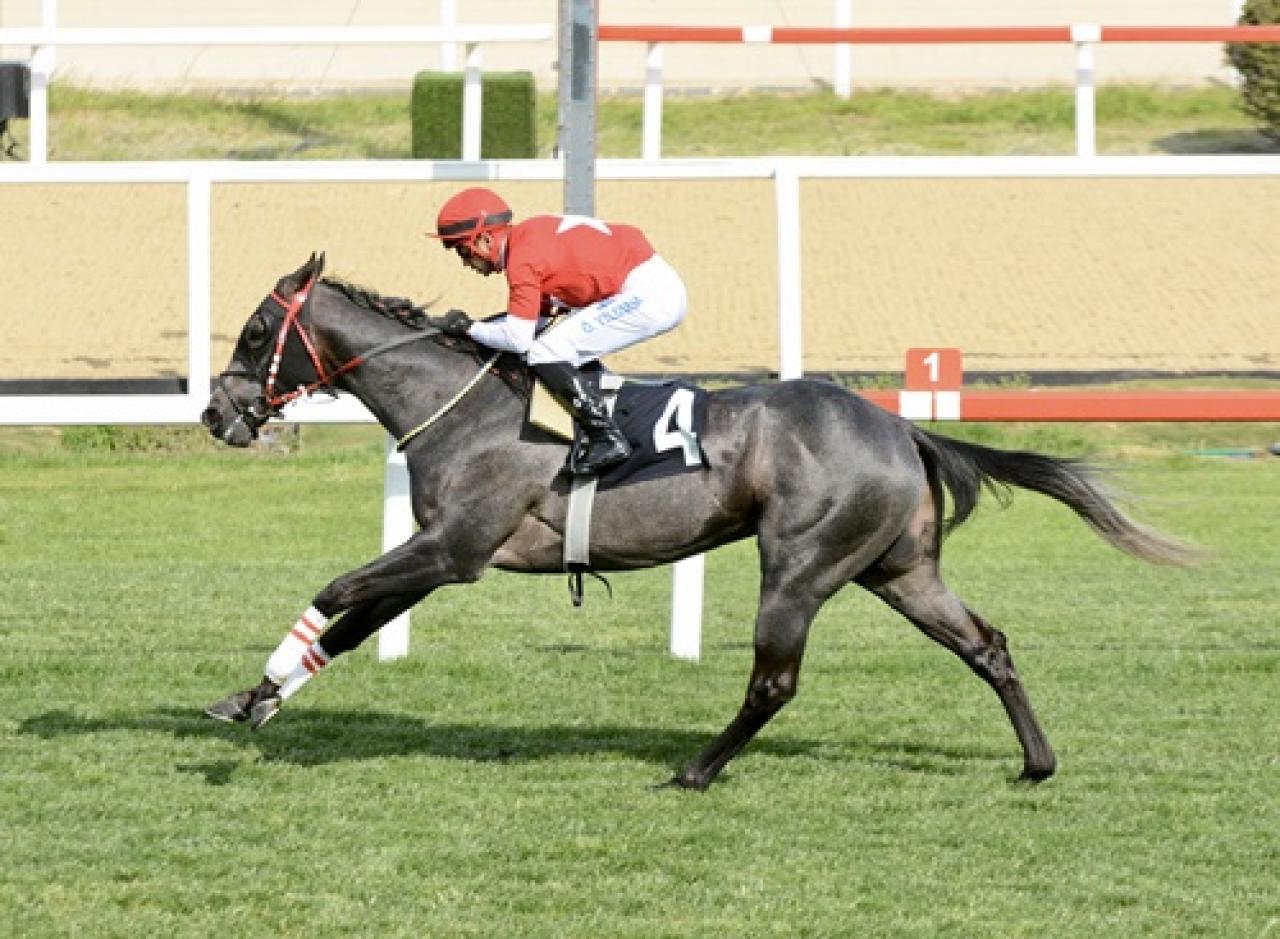 Malayan Racing Association Koşusu'nda kazanan Bold Lion oldu