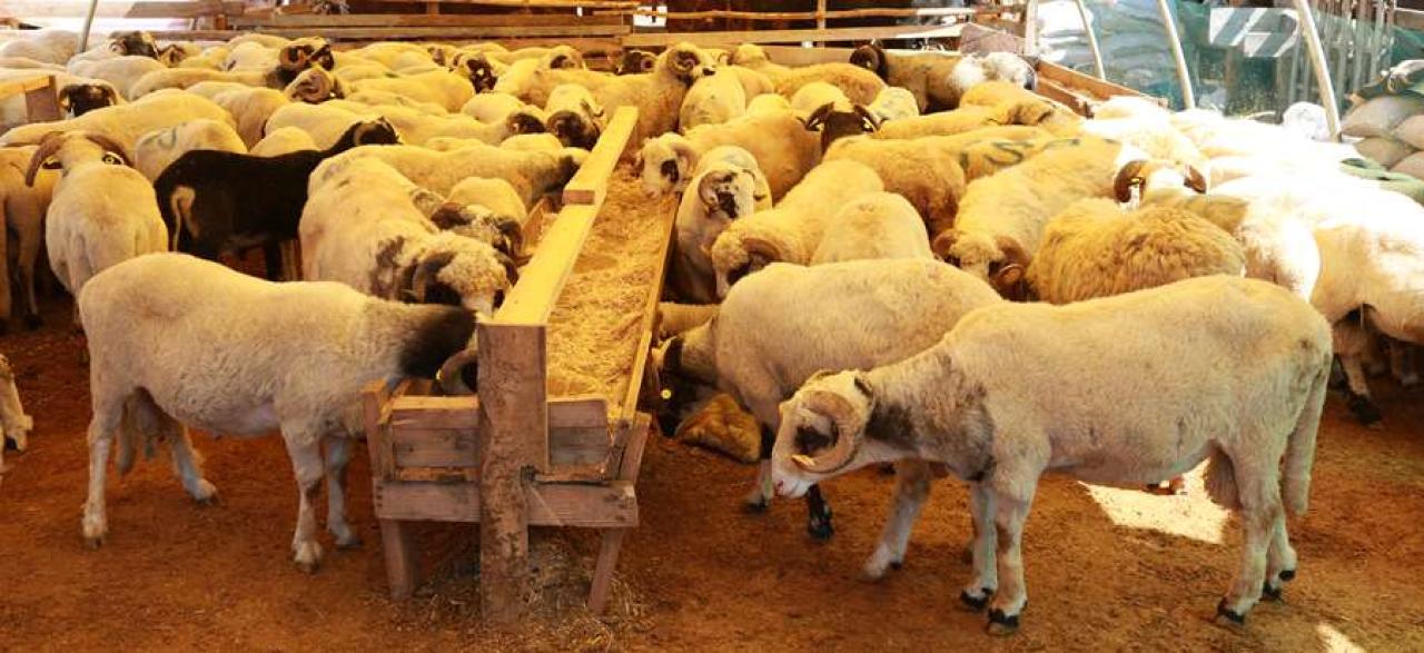 ATAŞEHİR’DE KURBANLIK SATIŞ VE KESİM ALANLARI BELİRLENDİ